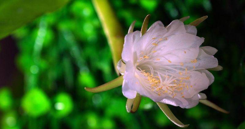 Pixabay/ignartonosbg